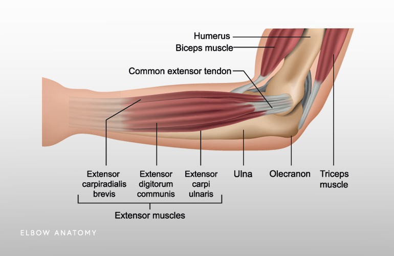 Vetor de Muscle movement. Biceps triceps motion anatomy. Biceps